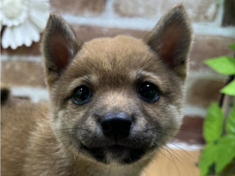 福島県の豆柴 (ワンラブカインズ白河モール店(FC)/2025年4月29日生まれ/男の子/赤)の子犬の1枚目の画像