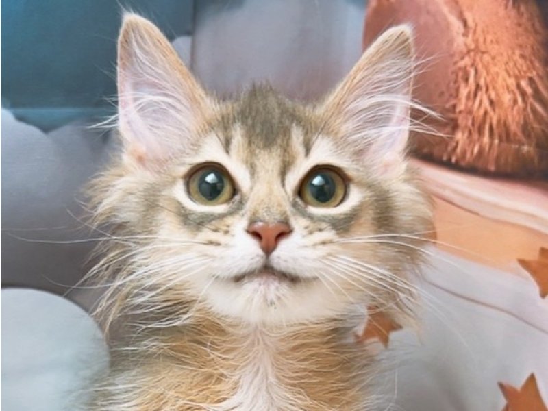 愛知県のソマリ (ワンラブカインズ豊田四郷店(FC)/2025年5月10日生まれ/男の子/ブルー)の子猫の1枚目の画像