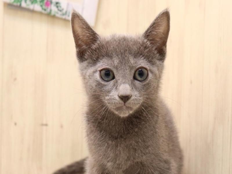 愛知県のロシアンブルー (ワンラブ矢場動物堂/2025年6月3日生まれ/女の子/ブルー)の子猫の1枚目の画像