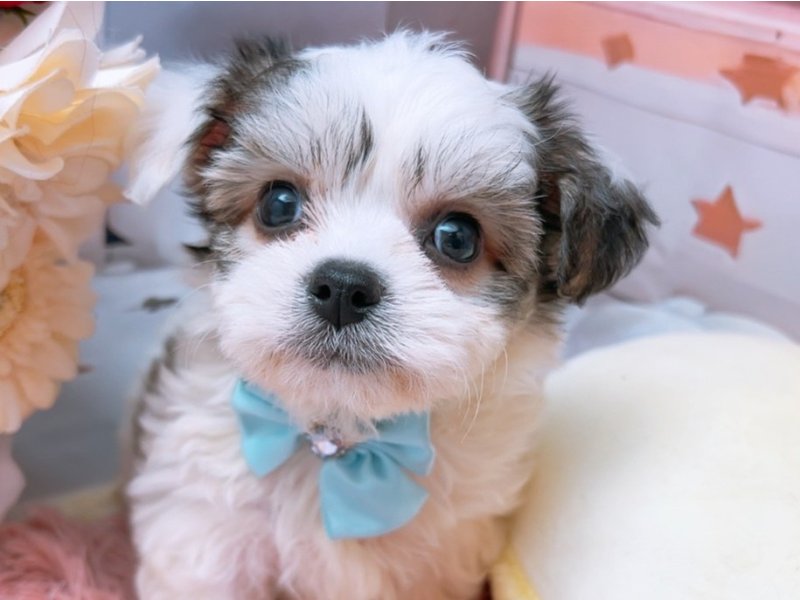 岐阜県のハーフ犬・ミックス犬 (ワンラブホームセンターバロー北方店(FC)/2025年6月1日生まれ/男の子/パーティーカラー)の子犬の1枚目の画像