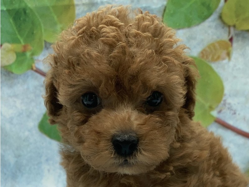 埼玉県のトイプードル(トイ) (ワンラブカインズ北本店(FC)/2025年6月4日生まれ/男の子/レッド)の子犬