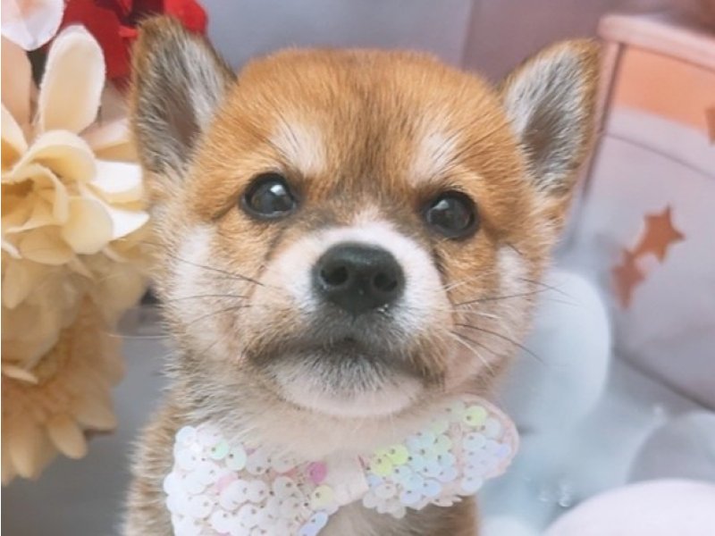 愛知県の豆柴 (ワンラブカインズ豊田四郷店(FC)/2025年5月31日生まれ/男の子/赤)の子犬の1枚目の画像
