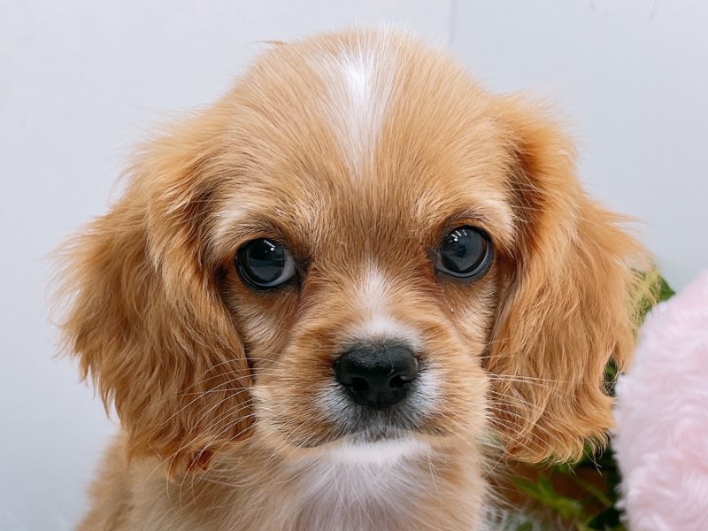 愛知県のハーフ犬・ミックス犬 (ワンラブカインズ小牧店(FC)/2025年6月15日生まれ/男の子/バフ)の子犬の1枚目の画像