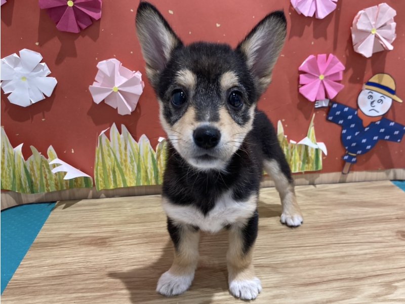 福島県のハーフ犬・ミックス犬 (ワンラブカインズ会津若松店(FC)/2025年6月18日生まれ/女の子/黒)の子犬の1枚目の画像
