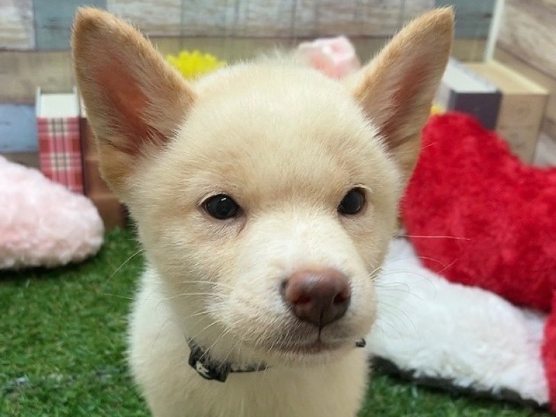 岐阜県の柴犬(標準サイズ) (ワンラブペッツビレッジ アピタ北方店(FC)/2025年5月15日生まれ/男の子/白)の子犬の1枚目の画像