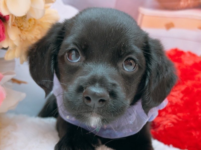 沖縄県のハーフ犬・ミックス犬 (ワンラブカインズ糸満店(FC)/2025年6月20日生まれ/男の子/ブラックホワイト)の子犬