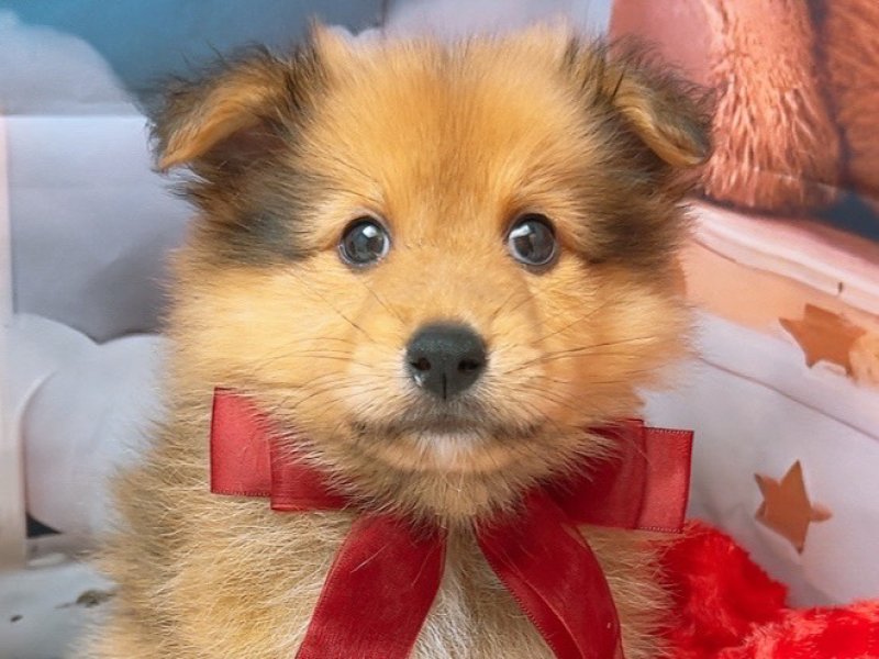 新潟県のハーフ犬・ミックス犬 (ワンラブフレスポ赤道店(FC)/2025年6月7日生まれ/男の子/セーブルホワイト)の子犬