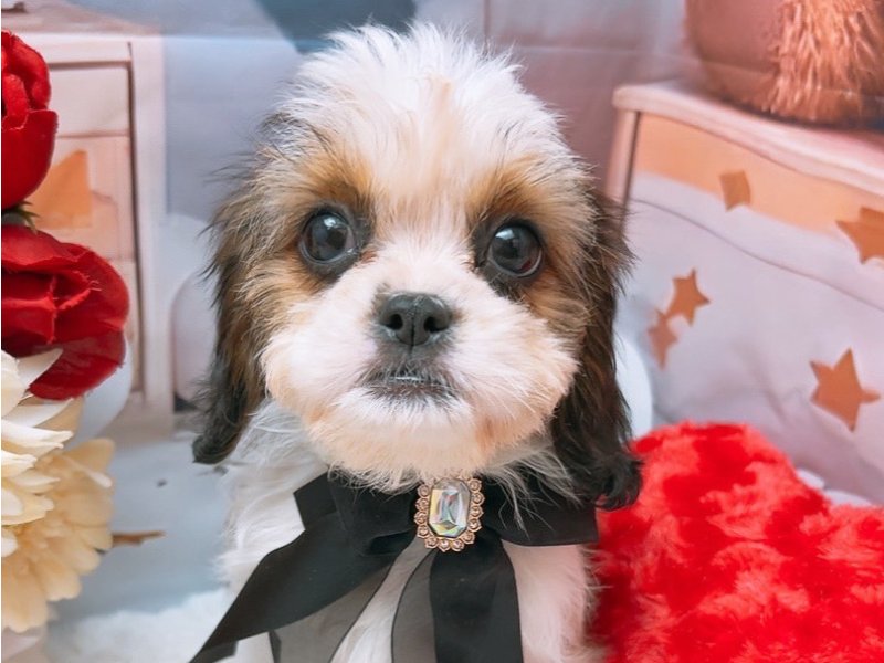 沖縄県のハーフ犬・ミックス犬 (ワンラブカインズあがり浜店(FC)/2025年6月16日生まれ/女の子/ホワイトゴールド)の子犬
