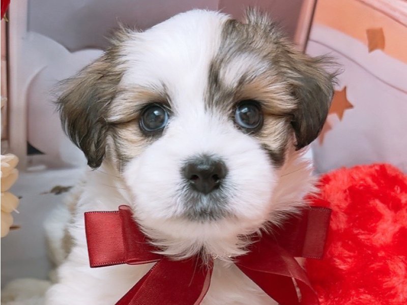 沖縄県のハーフ犬・ミックス犬 (ワンラブカインズ糸満店(FC)/2025年6月20日生まれ/女の子/ホワイトゴールド)の子犬