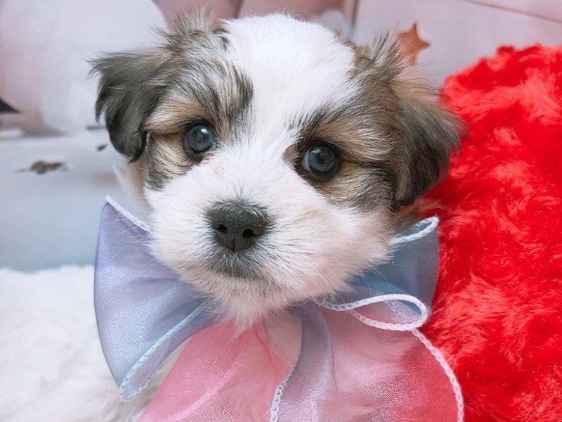 新潟県のハーフ犬・ミックス犬 (ワンラブフレスポ赤道店(FC)/2025年6月20日生まれ/男の子/ホワイト)の子犬