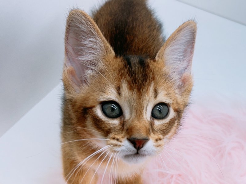 愛知県のソマリ (ワンラブカインズ小牧店(FC)/2025年6月25日生まれ/男の子/ルディ)の子猫の1枚目の画像