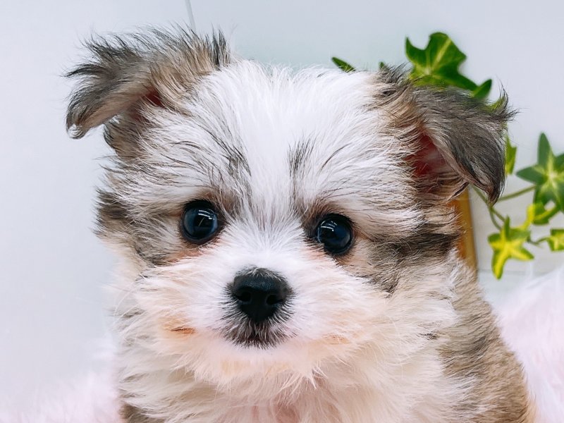 愛知県のハーフ犬・ミックス犬 (ワンラブペッツビレッジ アピタ木曽川店(FC)/2025年6月29日生まれ/女の子/フォーン)の子犬の1枚目の画像