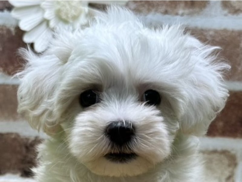 福島県のハーフ犬・ミックス犬 (ワンラブカインズ白河モール店(FC)/2025年6月29日生まれ/女の子/ホワイト)の子犬の1枚目の画像