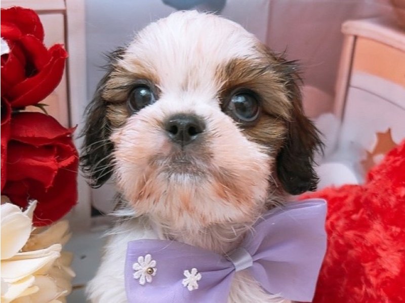 新潟県のハーフ犬・ミックス犬 (ワンラブフレスポ赤道店(FC)/2025年6月27日生まれ/女の子/ホワイトゴールド)の子犬の1枚目の画像