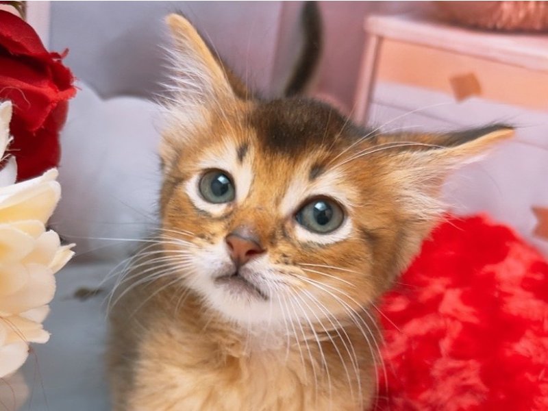 沖縄県のソマリ (ワンラブカインズ糸満店(FC)/2025年6月25日生まれ/男の子/ルディ)の子猫の1枚目の画像