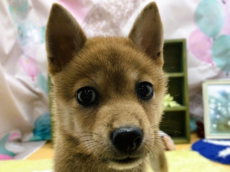 静岡県の豆柴 (ワンラブカインズ富士宮小泉店(FC)/2025年6月23日生まれ/女の子/赤)の子犬