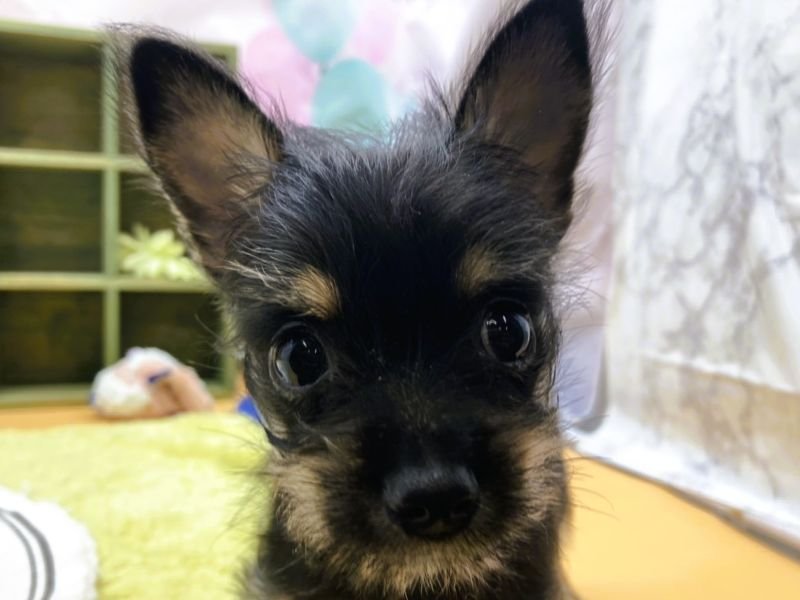 静岡県のハーフ犬・ミックス犬 (ワンラブカインズ富士宮小泉店(FC)/2025年6月17日生まれ/女の子/ブラックシルバー)の子犬