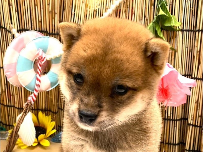 京都府の豆柴 (ワンラブカインズ木津川店(FC)/2025年6月28日生まれ/女の子/赤)の子犬の1枚目の画像