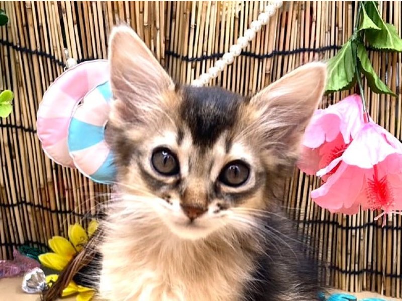 京都府のソマリ (ワンラブカインズ木津川店(FC)/2025年6月28日生まれ/男の子/ルディ)の子猫の1枚目の画像