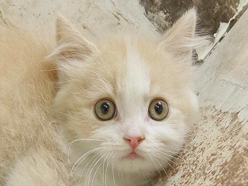 長野県のマンチカン (ワンラブアリオ上田店/2025年7月5日生まれ/男の子/クリームタビーホワイト)の子猫