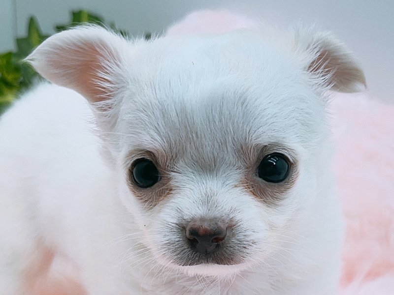 愛知県のチワワ(ロング) (ワンラブカインズ小牧店(FC)/2025年7月5日生まれ/女の子/クリーム)の子犬の1枚目の画像