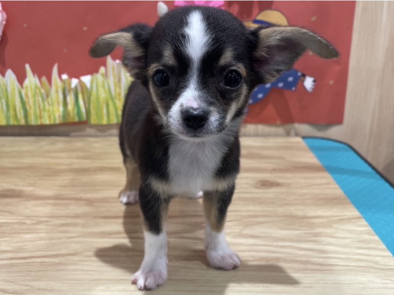 福島県のハーフ犬・ミックス犬 (ワンラブカインズ会津若松店(FC)/2025年7月10日生まれ/女の子/ブラックタンホワイト)の子犬の1枚目の画像