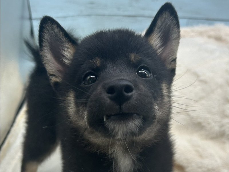 静岡県の柴犬(標準サイズ) (ワンラブカインズ藤枝店(FC)/2025年7月8日生まれ/男の子/黒)の子犬の1枚目の画像