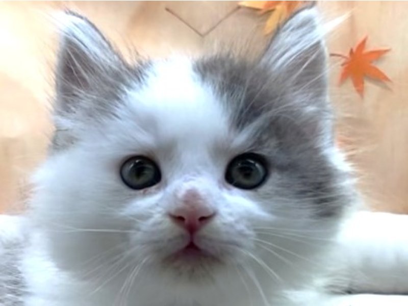 宮崎県のノルウェージャンフォレストキャット (ワンラブホームワイドプラス都城店(FC)/2025年7月19日生まれ/男の子/ブルータビーホワイト)の子猫の1枚目の画像