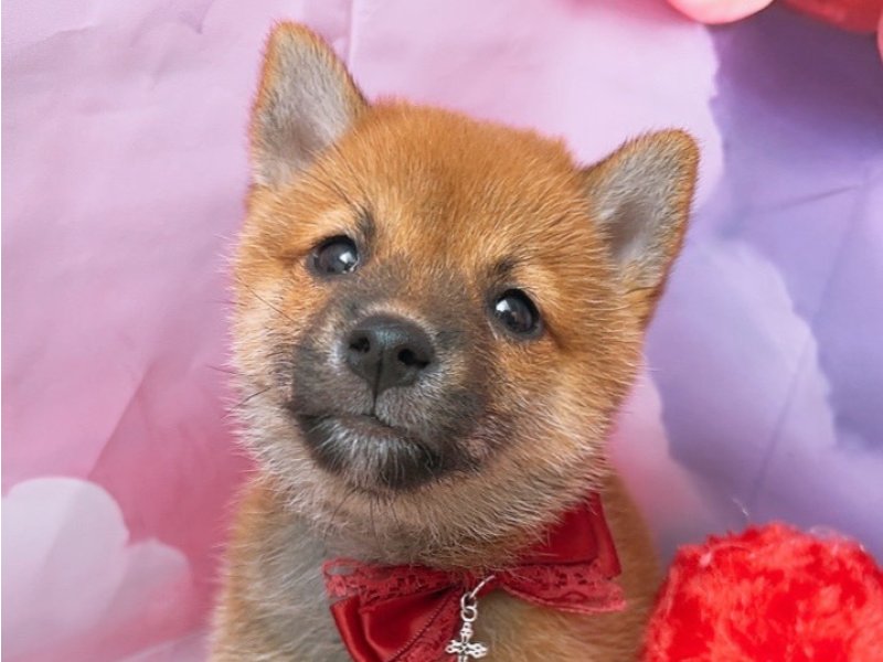沖縄県の柴犬(標準サイズ) (ワンラブカインズ糸満店(FC)/2025年8月3日生まれ/男の子/赤)の子犬の1枚目の画像