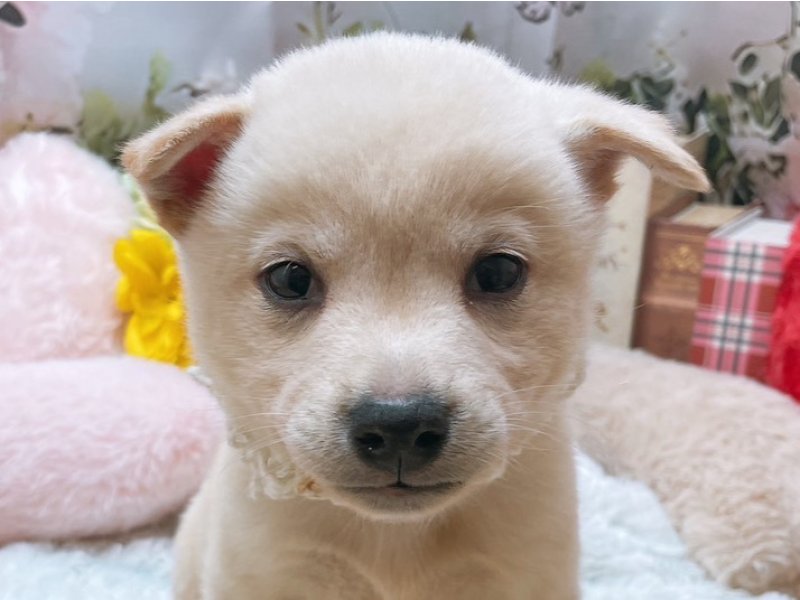 大阪府の柴犬(標準サイズ) (ワンラブカインズ太子店(FC)/2025年8月2日生まれ/男の子/白)の子犬