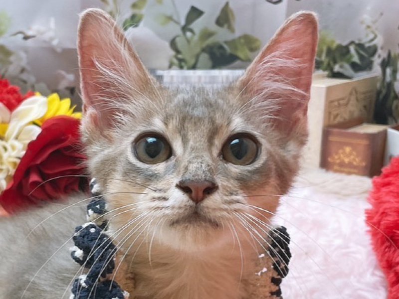 大阪府のソマリ (ワンラブカインズ太子店(FC)/2025年7月26日生まれ/男の子/ブルー)の子猫