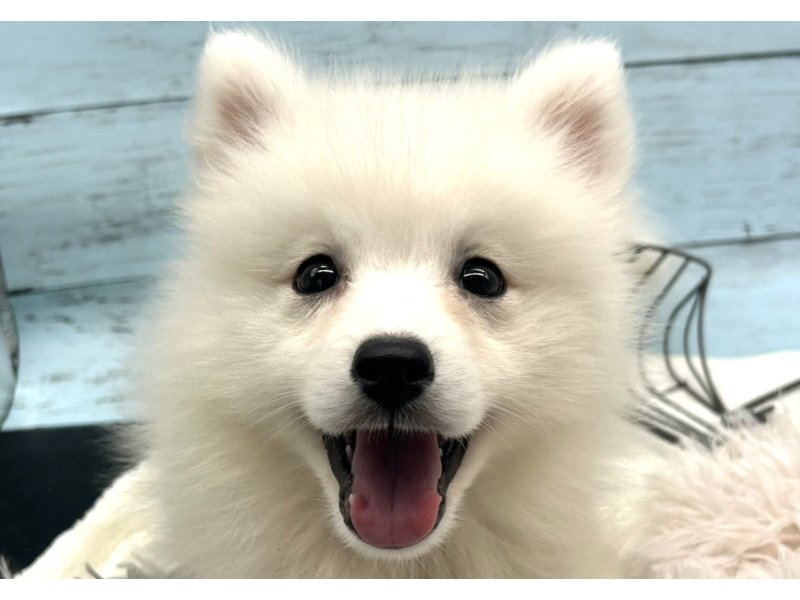 静岡県の日本スピッツ (ワンラブカインズ藤枝店(FC)/2025年8月2日生まれ/男の子/ホワイト)の子犬