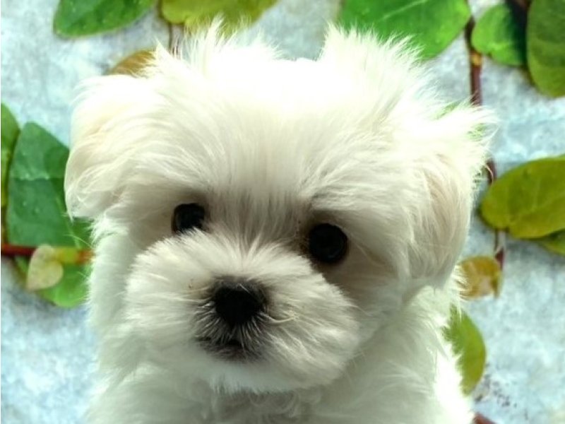 埼玉県のマルチーズ (ワンラブカインズ北本店(FC)/2025年8月11日生まれ/女の子/ホワイト)の子犬