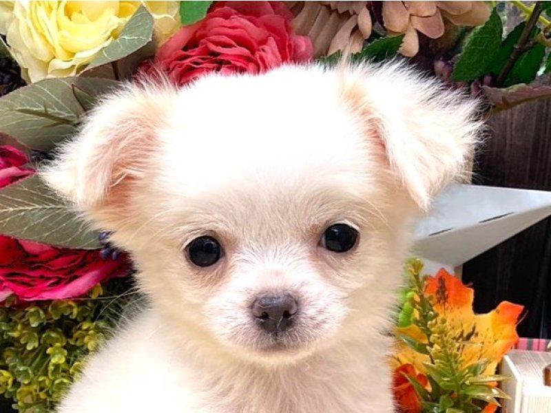 京都府のチワワ(ロング) (ワンラブカインズ木津川店(FC)/2025年8月9日生まれ/男の子/ホワイトクリーム)の子犬の1枚目の画像