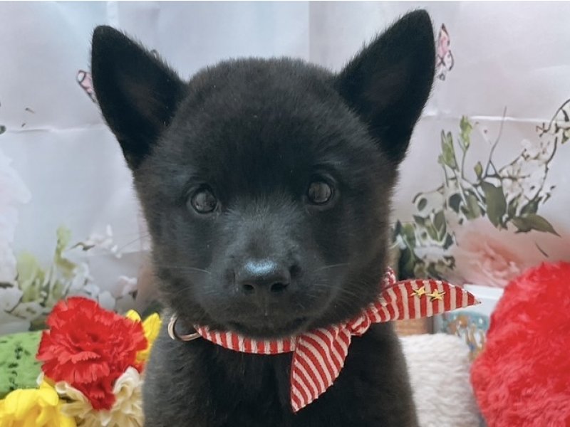 岐阜県の甲斐犬 (ワンラブホームセンターバロー北方店(FC)/2025年8月16日生まれ/女の子/黒虎)の子犬の1枚目の画像