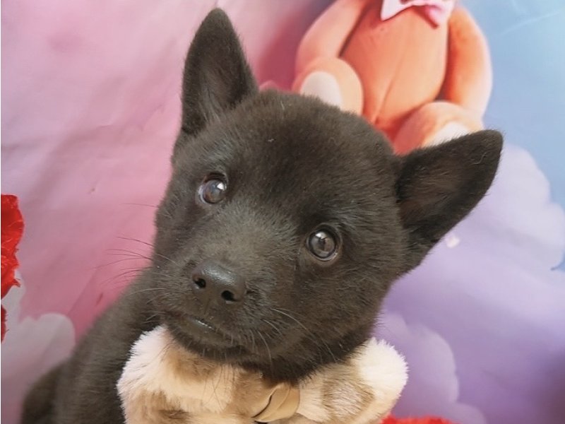 新潟県の甲斐犬 (ワンラブフレスポ赤道店(FC)/2025年8月16日生まれ/男の子/黒虎)の子犬の1枚目の画像