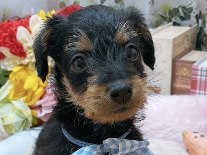 岐阜県のハーフ犬・ミックス犬 (ワンラブペッツビレッジ アピタ北方店(FC)/2025年8月17日生まれ/男の子/ブラックタン)の子犬の1枚目の画像