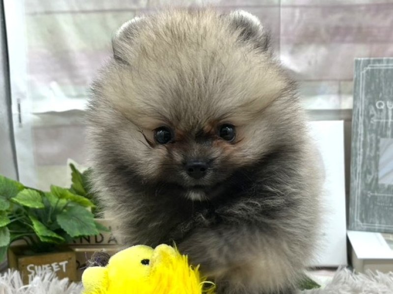 静岡県のポメラニアン (ワンラブカインズ掛川店(FC)/2025年8月16日生まれ/女の子/セーブル)の子犬の1枚目の画像