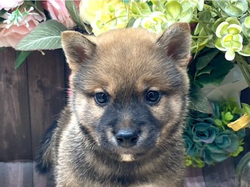 京都府の豆柴 (ワンラブカインズ木津川店(FC)/2025年8月16日生まれ/男の子/赤)の子犬の1枚目の画像
