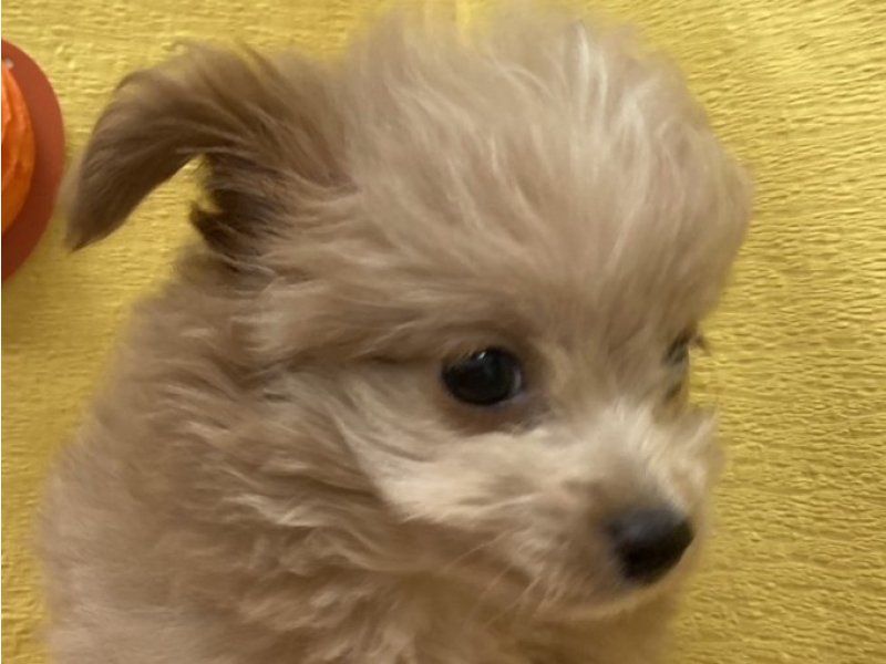 埼玉県のチワプー/プーチー(チワワ×プードル) (ワンラブカインズ羽生店(FC)/2025年7月31日生まれ/男の子/クリーム)の子犬