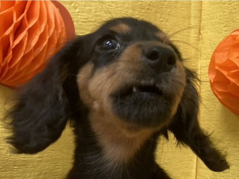 埼玉県のダップー(ダックス×プードル) (ワンラブカインズ羽生店(FC)/2025年8月8日生まれ/女の子/ブラックタン)の子犬