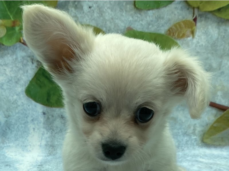 埼玉県のチワックス(チワワ×ダックス) (ワンラブカインズ北本店(FC)/2025年8月24日生まれ/男の子/クリーム)の子犬