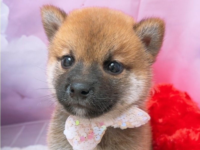 沖縄県の柴犬(標準サイズ) (ワンラブカインズあがり浜店(FC)/2025年8月15日生まれ/男の子/赤)の子犬の1枚目の画像