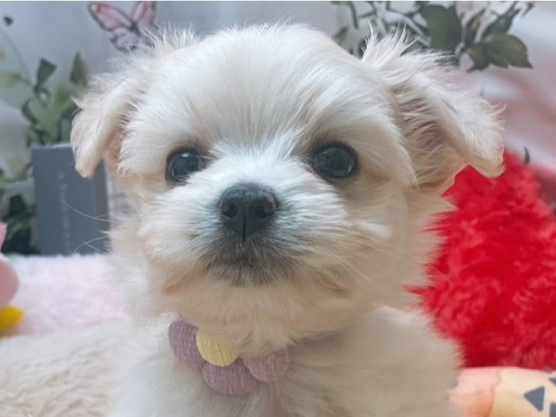 岐阜県のチワマル/マルチワ(チワワ×マルチーズ) (ワンラブペッツビレッジ アピタ北方店(FC)/2025年7月23日生まれ/女の子/クリーム)の子犬の1枚目の画像