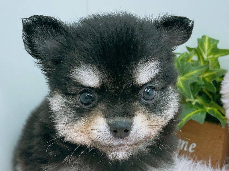 愛知県のポメチワ/チワポメ/ポメチー(ポメラニアン×チワワ) (ワンラブペッツビレッジ アピタ木曽川店(FC)/2025年8月30日生まれ/男の子/ブラックタンホワイト)の子犬の1枚目の画像