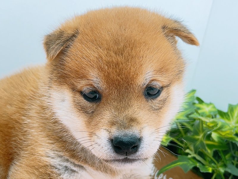 愛知県の柴犬(標準サイズ) (ワンラブカインズ小牧店(FC)/2025年8月30日生まれ/男の子/赤)の子犬の1枚目の画像