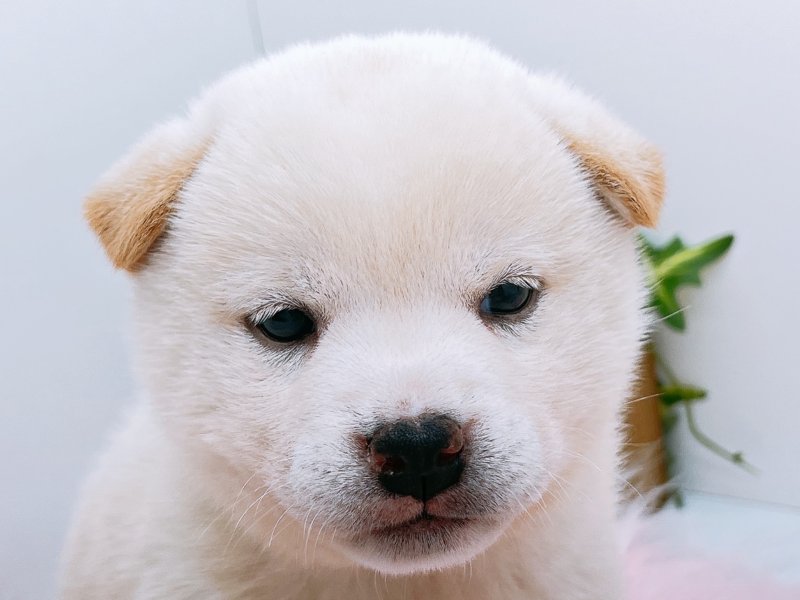 愛知県の柴犬(標準サイズ) (ワンラブカインズ小牧店(FC)/2025年8月30日生まれ/女の子/白)の子犬の1枚目の画像