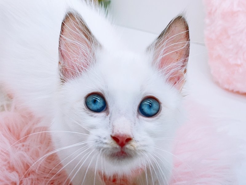 愛知県のラグドール (ワンラブカインズ小牧店(FC)/2025年8月24日生まれ/女の子/ブルーポイントバイカラー)の子猫の1枚目の画像