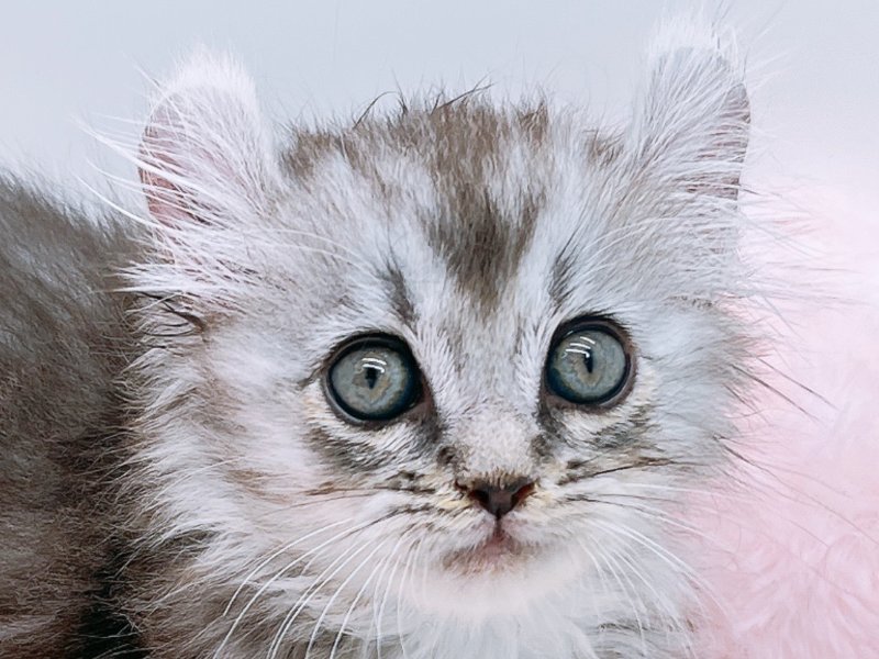 愛知県のアメリカンカール (ワンラブカインズ小牧店(FC)/2025年8月31日生まれ/男の子/シルバータビー)の子猫の1枚目の画像