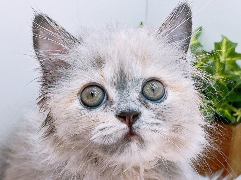 愛知県のミヌエット (ワンラブペッツビレッジ アピタ木曽川店(FC)/2025年8月13日生まれ/女の子/シルバーパッチドタビー)の子猫の1枚目の画像